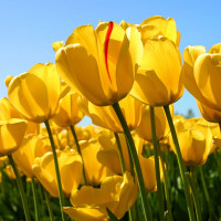 tulips-33.jpg